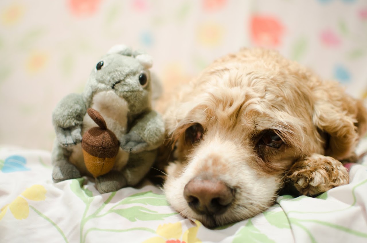 Chewy with his squirrel