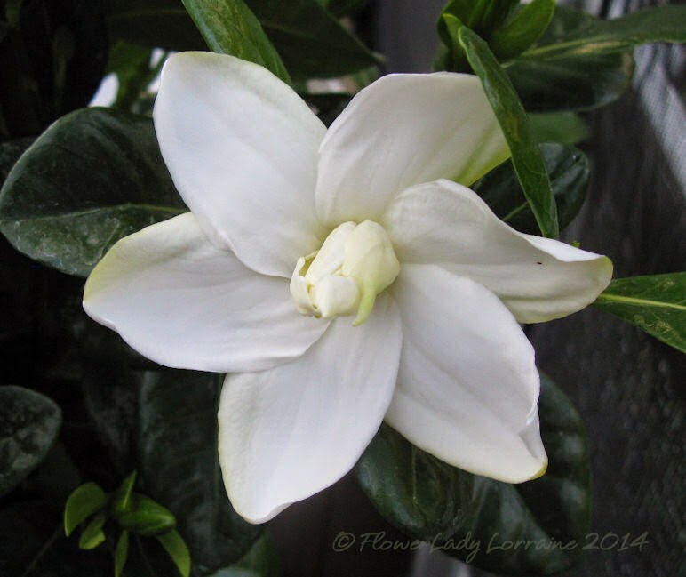 [04-23-tahitian-gardenia2%255B4%255D.jpg]
