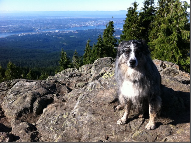 Mojo on Dog Mountain