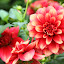 orchid_0059.JPG