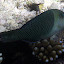 Fish - Oak Beach, Australia