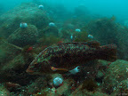 Black Carr: ballan wrasse