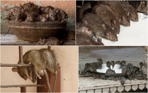 temple of rats
