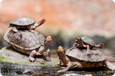 Piled turtles