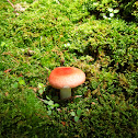 Russula