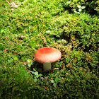 Russula