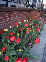 Red tulips
