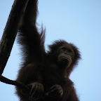 Monkey at Singapore Zoo