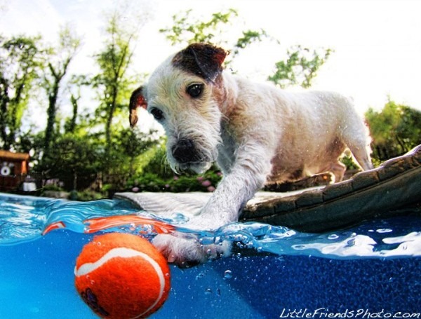 [underwater-dogs-puppie%255B4%255D.jpg]
