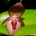 Orquídea