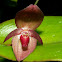 Orquídea