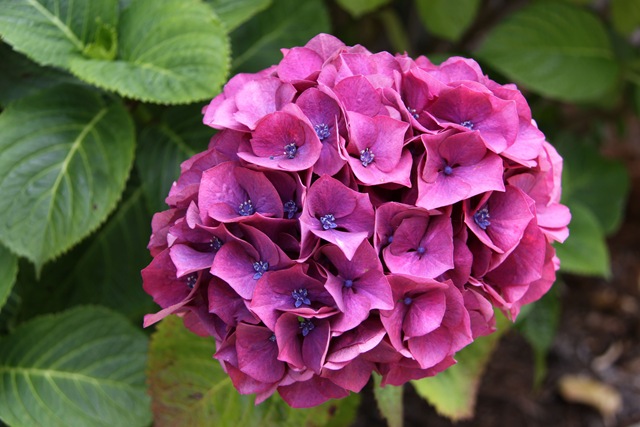 [hydrangea1%255B4%255D.jpg]
