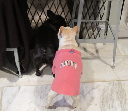 From the looks of things, I'd say that you are a BOY!  Franny!  Come quick!  There's a boy Frenchie in the house!