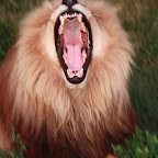 lion27.jpg