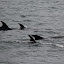Our First Sighting Of Bottlenose Dolphins:  Look For The Dorsal Fins - Bay Of Islands, New Zealand