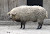 Mangalitsa, The Pig That Resembles a Sheep