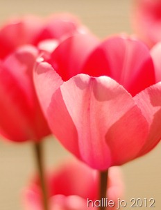 Pink8 Pink8