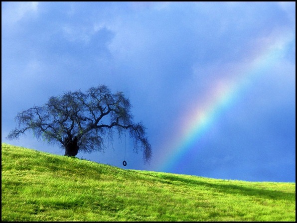 rope_swing_memories_near_petaluma_california-1024x768