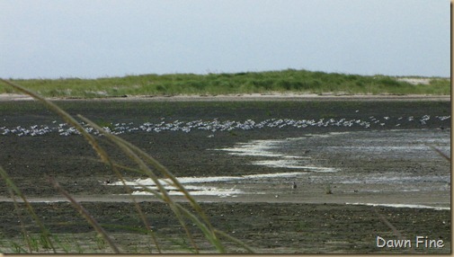 birding south beach_016