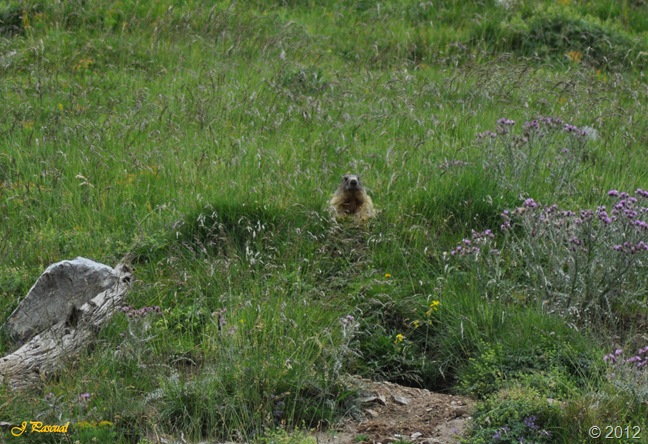 Marmota (4) Marmota (4)