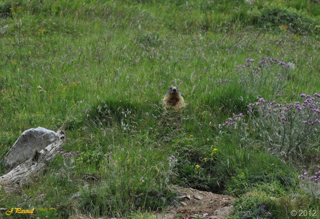 Marmota (4)