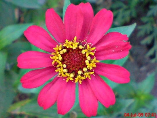 Zinnia elegans - zinnia - kembang kertas 2