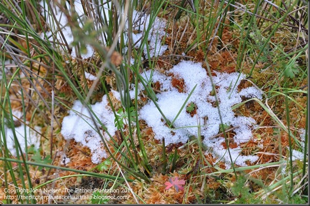 The Pitcher Plantation, Australia: About Using Sphagnum Moss for