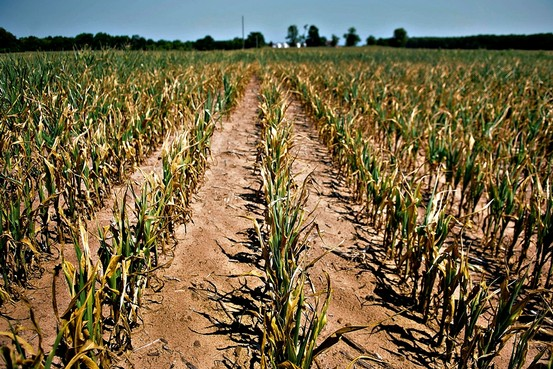 Corn plants with wilted and dying leaves stand in a dry field in Indiana during the first week of July 2012. Bloomberg News
