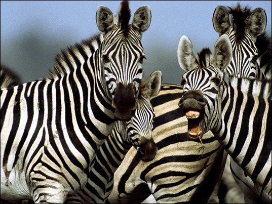 zebra_764_600x450