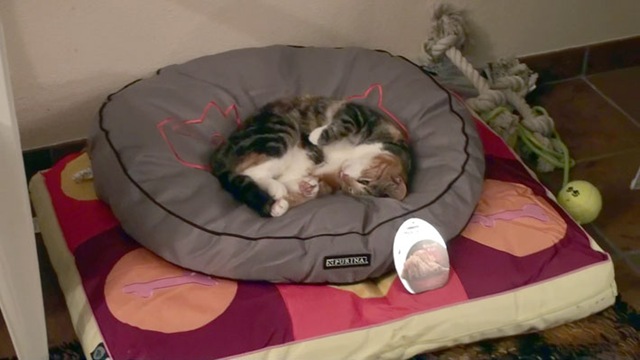 [Katze6%255B4%255D.jpg]