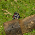Borboleta