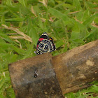Borboleta