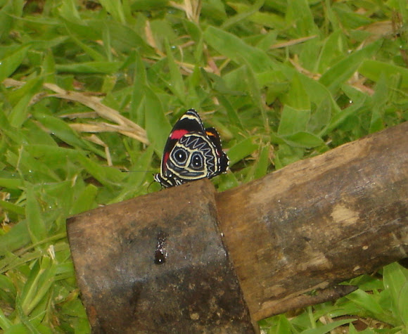 Spotting Image 1