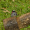 Borboleta