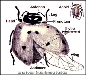 Anantomi kumbang koksi_Ladybug Anatomy
