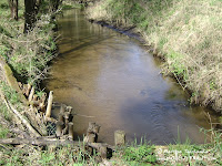 rz. Gryżynka