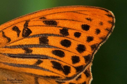 macro_20110625_fjaril3a macro_20110625_fjaril3a