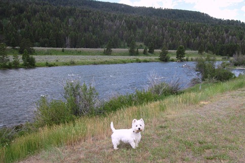 Duffy by the Madison River in Montana