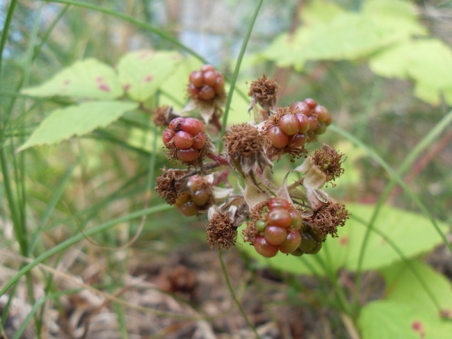 Ved Rubinsøen, august 2012