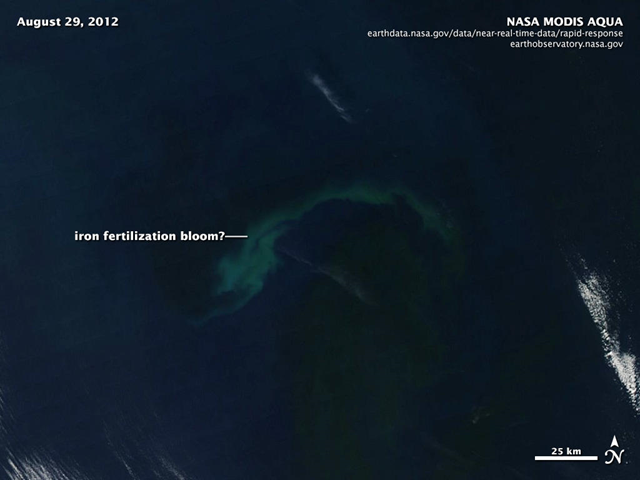 Satellite view of possible phytoplankton bloom caused by Russ George's rogue iron fertilization experiment, 29 August 2012. NASA / MODIS / AQUA