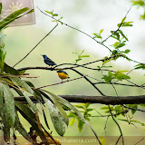 jóias da natureza -  Posada Rio Celeste - Rio Celeste - Costa Rica