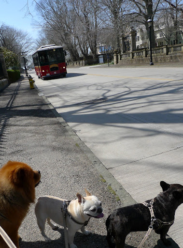 Girls, here comes the Newport Trolley!  Let's hop on and do some more sightseeing!