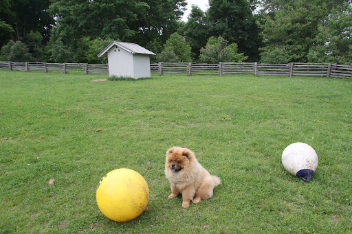 I want to play ball with the donkeys, but I don't see them in their paddock.