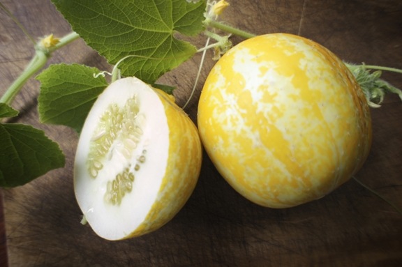 [Melon%255B3%255D.jpg]