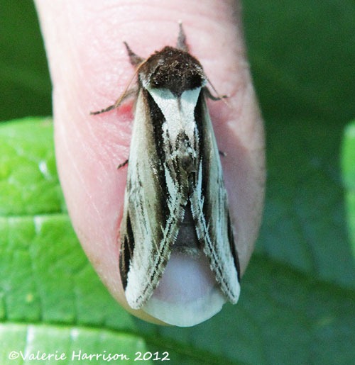 [45%2520lesser-swallow-prominent-2%255B2%255D.jpg]