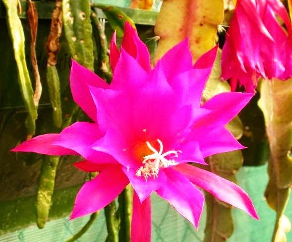 [Epi%2520FRUHLINGS%2520PRACHT%255B3%255D.jpg]