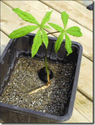 chestnut-seedling
