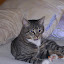 cats_chance_2010-05-23_01.JPG