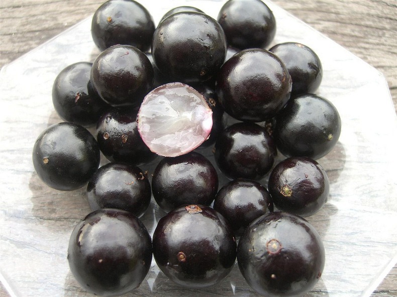 jabuticaba-5 jabuticaba-5