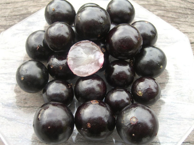 jabuticaba-5